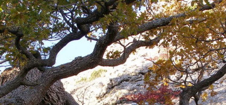 Исследовательская работа по окружающему миру на тему « король среди деревьев Дуб оказывается хлебное растение при раскопках